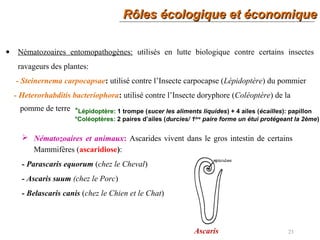 Rôles écologique et économiqueRôles écologique et économique
23
• Nématozoaires entomopathogènes: utilisés en lutte biologique contre certains insectes
ravageurs des plantes:
- Steinernema carpocapsae: utilisé contre l’Insecte carpocapse (Lépidoptère) du pommier
- Heterorhabditis bacteriophora: utilisé contre l’Insecte doryphore (Coléoptère) de la
pomme de terre
 Nématozoaires et animaux: Ascarides vivent dans le gros intestin de certains
Mammifères (ascaridiose):
- Parascaris equorum (chez le Cheval)
- Ascaris suum (chez le Porc)
- Belascaris canis (chez le Chien et le Chat)
Ascaris
*Lépidoptère: 1 trompe (sucer les aliments liquides) + 4 ailes (écailles): papillon
*Coléoptères: 2 paires d’ailes (durcies/ 1ère
paire forme un étui protégeant la 2ème)
 