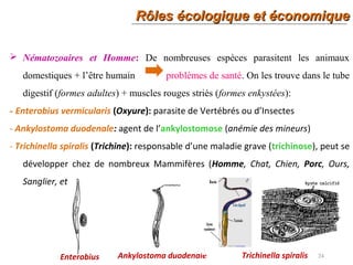 Rôles écologique et économiqueRôles écologique et économique
24
 Nématozoaires et Homme: De nombreuses espèces parasitent les animaux
domestiques + l’être humain problèmes de santé. On les trouve dans le tube
digestif (formes adultes) + muscles rouges striés (formes enkystées):
- Enterobius vermicularis (Oxyure): parasite de Vertébrés ou d’Insectes
- Ankylostoma duodenale: agent de l’ankylostomose (anémie des mineurs)
- Trichinella spiralis (Trichine): responsable d’une maladie grave (trichinose), peut se
développer chez de nombreux Mammifères (Homme, Chat, Chien, Porc, Ours,
Sanglier, etc.)
Ankylostoma duodenaleEnterobius Trichinella spiralis
 