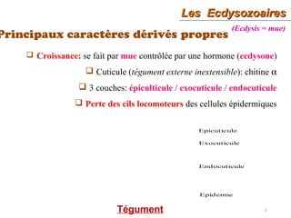 Epicuticule
Exocuticule
Endocuticule
Epiderme
Les EcdysozoairesLes Ecdysozoaires
3
Principaux caractères dérivés propres
(Ecdysis = mue)
 Croissance: se fait par mue contrôlée par une hormone (ecdysone)
 Cuticule (tégument externe inextensible): chitine α
 3 couches: épiculticule / exocuticule / endocuticule
 Perte des cils locomoteurs des cellules épidermiques
Tégument
 
