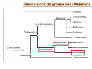 Subdivisions du groupe des BilatériensSubdivisions du groupe des Bilatériens
4
 