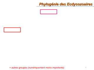 Phylogénie des EcdysozoairesPhylogénie des Ecdysozoaires
5+ autres groupes (numériquement moins importants)
 