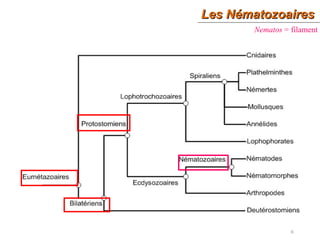 Les NématozoairesLes Nématozoaires
6
Nematos = filament
 