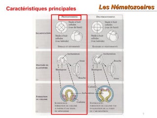 7
Caractéristiques principales Les NématozoairesLes Nématozoaires
 