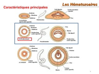 8
Caractéristiques principales
Les NématozoairesLes Nématozoaires
 