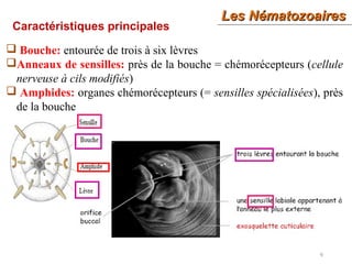 9
Caractéristiques principales
 Bouche: entourée de trois à six lèvres
Anneaux de sensilles: près de la bouche = chémorécepteurs (cellule
nerveuse à cils modifiés)
 Amphides: organes chémorécepteurs (= sensilles spécialisées), près
de la bouche
Les NématozoairesLes Nématozoaires
 