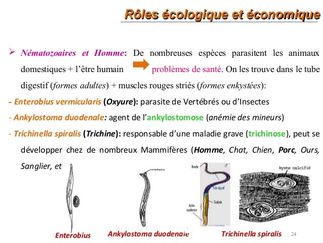 8 Expose Nematozoaires