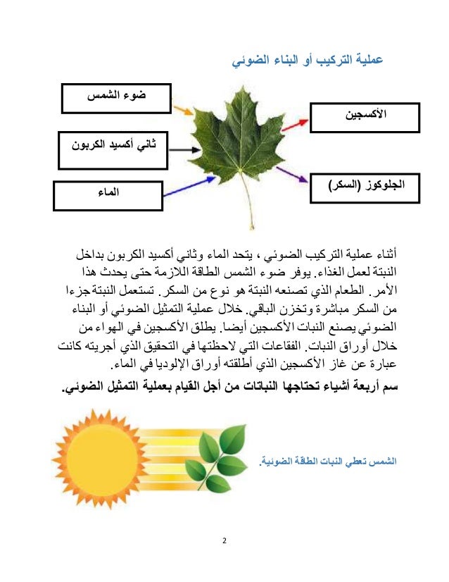 النبات اي في من جزء التاليه بتصنيع الاجزاء الغذاء تقوم اجزاء النبات