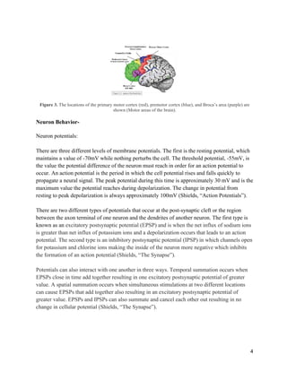 4
Figure 3. The locations of the primary motor cortex (red), premotor cortex (blue), and Broca’s area (purple) are
shown (Motor areas of the brain).
Neuron Behavior-
Neuron potentials:
There are three different levels of membrane potentials. The first is the resting potential, which
maintains a value of -70mV while nothing perturbs the cell. The threshold potential, -55mV, is
the value the potential difference of the neuron must reach in order for an action potential to
occur. An action potential is the period in which the cell potential rises and falls quickly to
propagate a neural signal. The peak potential during this time is approximately 30 mV and is the
maximum value the potential reaches during depolarization. The change in potential from
resting to peak depolarization is always approximately 100mV (Shields, “Action Potentials”).
There are two different types of potentials that occur at the post-synaptic cleft or the region
between the axon terminal of one neuron and the dendrites of another neuron. The first type is
known as an excitatory postsynaptic potential (EPSP) and is when the net influx of sodium ions
is greater than net influx of potassium ions and a depolarization occurs that leads to an action
potential. The second type is an inhibitory postsynaptic potential (IPSP) in which channels open
for potassium and chlorine ions making the inside of the neuron more negative which inhibits
the formation of an action potential (Shields, “The Synapse”).
Potentials can also interact with one another in three ways. Temporal summation occurs when
EPSPs close in time add together resulting in one excitatory postsynaptic potential of greater
value. A spatial summation occurs when simultaneous stimulations at two different locations
can cause EPSPs that add together also resulting in an excitatory postsynaptic potential of
greater value. EPSPs and IPSPs can also summate and cancel each other out resulting in no
change in cellular potential (Shields, “The Synapse”).
 