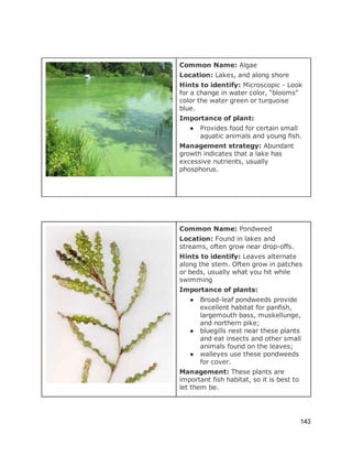  
 
 
Common Name: ​Algae 
Location:​ Lakes, and along shore 
Hints to identify:​ Microscopic ­ Look 
for a change in water color, "blooms" 
color the water green or turquoise 
blue.  
Importance of plant:  
● Provides food for certain small 
aquatic animals and young fish.  
Management strategy:​ Abundant 
growth indicates that a lake has 
excessive nutrients, usually 
phosphorus. 
 
 
 
 
 
 
Common Name: ​Pondweed 
Location: ​Found in lakes and 
streams, often grow near drop­offs. 
Hints to identify:​ Leaves alternate 
along the stem. Often grow in patches 
or beds, usually what you hit while 
swimming 
Importance of plants:  
● Broad­leaf pondweeds provide 
excellent habitat for panfish, 
largemouth bass, muskellunge, 
and northern pike;  
● bluegills nest near these plants 
and eat insects and other small 
animals found on the leaves;  
● walleyes use these pondweeds 
for cover. 
Management:​ These plants are 
important fish habitat, so it is best to 
let them be. 
 
 
143 
 