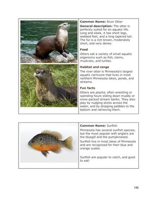  
 
 
Common Name: ​River Otter 
General description: ​The otter is 
perfectly suited for an aquatic life. 
Long and sleek, it has short legs, 
webbed feet, and a long tapered tail. 
The fur is a rich brown, moderately 
short, and very dense. 
Food 
Otters eat a variety of small aquatic 
organisms such as fish, clams, 
muskrats, and turtles. 
Habitat and range 
The river otter is Minnesota's largest 
aquatic carnivore that lives in most 
northern Minnesota lakes, ponds, and 
streams.  
Fun facts 
Otters are playful, often wrestling or 
spending hours sliding down muddy or 
snow­packed stream banks. They also 
play by nudging sticks across the 
water, and by dropping pebbles to the 
bottom and retrieving them.  
 
 
Common Name: ​Sunfish 
Minnesota has several sunfish species, 
but the most popular with anglers are 
the bluegill and the pumpkinseed. 
Sunfish live in most lakes of Minnesota 
and are recognized for their blue and 
orange scales.   
 
Sunfish are popular to catch, and good 
to eat! 
 
 
 
 
145 
 