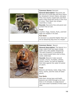  
 
 
Common Name: ​Raccoon 
General description:​ Raccoons are 
the size of a small dog and have heavy 
fur streaked in brown, black, and gray. 
They have bushy ringed tails and their 
paws make hand­like prints in the mud 
or snow. Their black eye stripes 
resemble a mask. 
Sounds:​ Raccoons hiss and growl and 
screech like an owl. 
Food 
crayfish, frogs, insects, fruits, and bird 
eggs are staples in its diet. 
Fun facts 
A raccoon is a powerful fighter that can 
kill an attacking dog twice its weight. 
 
 
Common Name:  ​Beaver 
General description:​ The beaver is a 
large rodent that has large orange 
teeth and a flat paddle­shaped tail. 
The pelt of beaver is composed of 
long, coarse guard hairs over a thick, 
wooly undercoat. 
Sounds:​ Beavers make several 
sounds­­churrs, mumbles, whines, 
snorts, hisses­­as well as slapping 
their tails against the water to sound 
an alarm. 
Food 
Beavers eat leaves, buds, twigs, fruit, 
ferns, stems, and the roots of water 
plants.  
Fun facts 
With their strong jaws and teeth, 
beavers can chew through a six­inch 
tree in 15 minutes. A single beaver 
can chew down hundreds of trees each 
year. 
 
146 
 