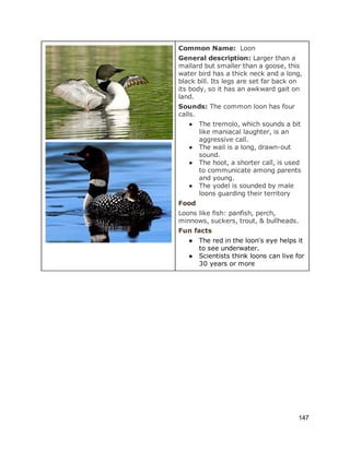  
 
 
Common Name:  ​Loon 
General description: ​Larger than a 
mallard but smaller than a goose, this 
water bird has a thick neck and a long, 
black bill. Its legs are set far back on 
its body, so it has an awkward gait on 
land.  
Sounds: ​The common loon has four 
calls.  
● The tremolo, which sounds a bit 
like maniacal laughter, is an 
aggressive call.  
● The wail is a long, drawn­out 
sound.  
● The hoot, a shorter call, is used 
to communicate among parents 
and young.  
● The yodel is sounded by male 
loons guarding their territory 
Food 
Loons like fish: panfish, perch, 
minnows, suckers, trout, & bullheads. 
Fun facts 
● The red in the loon's eye helps it 
to see underwater. 
● Scientists think loons can live for 
30 years or more 
 
 
   
147 
 