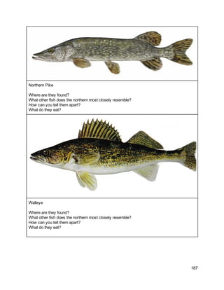 
Northern Pike 
 
Where are they found? 
What other fish does the northern most closely resemble? 
How can you tell them apart? 
What do they eat? 
 
Walleye 
 
Where are they found? 
What other fish does the northern most closely resemble? 
How can you tell them apart? 
What do they eat? 
 
187 
 