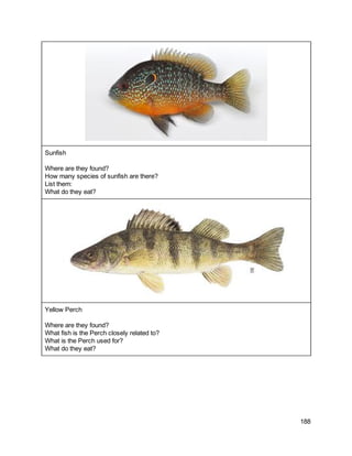  
Sunfish 
 
Where are they found? 
How many species of sunfish are there? 
List them: 
What do they eat? 
 
Yellow Perch 
 
Where are they found? 
What fish is the Perch closely related to? 
What is the Perch used for? 
What do they eat? 
 
   
188 
 