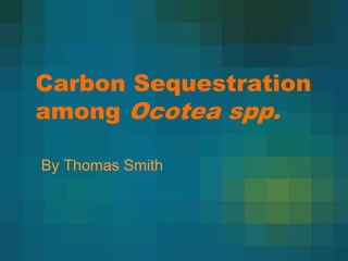 Carbon Sequestration
among Ocotea spp.
By Thomas Smith
 