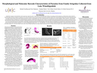 Morphological and Molecular Barcode Characteristics of Parasites from Family Strigeidae Collected from
Lake Winnibigoshish
Rachael Swedberg and Yuko Nakamura, Graduate Mentor: Tyler Achatz, Faculty Mentor: Dr. Robert Sorensen Ph. D
Minnesota State University, Mankato
rachael.yates-swedberg@mnsu.edu and yuko.nakamura@mnsu.edu
Introduction:
Identification of parasites can be problematic as many species have complex life cycles. To make matters for identification worse, plasticity of an organism can allow adaptations to a different species of host, which may
incorrectly suggest a different or subspecies of a parasite. In 2012, ducks and waterfowl were recovered from hunters by Holly Bloom, a graduate student of MSU, from the northern Minnesota lake, Lake Winnibigoshish. Inside
the intestines of these waterfowl, which included mallard, and ring neck, a number of similar parasites were found. The parasites initially were suspected to be of Family Strigeidae, a family of trematodes. These individuals
were initially identified as Strigeidae due to the blatant characteristic of having two distinguishable regions; the fore body usually in a cup formation and the hind body (Kostadinova, 2005). However, as mentioned before
initial identification could not be certain due to the phenotypic plasticity gained from variance in host or geographic region. In this study, the identity of the suspected individuals has been confirmed to be the species Cotylurus
brevis and Cotylurus flabelliformis and that of Apatemon . Confirmation of the identity was made from characteristics made visible by microscopy, both stained and SEM. Such characteristics included testis orientation and
size, ovary ratio, body ratio, and sizes of ventral and oral suckers. Ranges obtained and observations of sizes and morphology of the worms’ organs were comparable to past studies by Nasir (1962) and Dubois (1950). We
sequenced a portion of the cytochrome oxidase gene, cox1, to aid in the identification of these worms. Cox 1 was used because it is a universal sequence found in mitochondrial DNA and proposed for species determination
and relation (DeWalt, 2011). This will be helpful in future studies, because although morphology may change through the parasites life cycle or in relation to the host, its genetic markers should reveal an accurate identification.
Discussion
The confirmation technique that proved most
effective was internal staining. From this
structures linked to the identity of the
Stigeidae we noticeable and quantifiable.
Problems did occur in that some samples were
lost or destroyed suing the process which can
skew statistical results. However,
characteristics measured were congruent with
information presented from past research, as
seen in data tables. Such tables show evidence
of the identification of Cotylurus brevis,
Cotylurus flabelliformis, and Apatemon
gracillis.
We do recognize that variation has occurred
and that this could be due to a series of
unpredictable factors such as data of infection
of obtained birds or alteration to worms during
the staining process. It should be noted that
Apatemon species and Cotylurus brevis have
many similar characteristics but are noticeably
distinguished by number of eggs present,
ovary placement, vitellaria distribution, and
lobes of testis (Fig 1.A, and 3). C.
Flabelliformis is also identified by its small
size and characteristic c-shape (Fig 2). In
future studies we wish to more accurately
determine testis formation with cross sections
of suspected C. brevis and A. gracillis.
SEM technique, although useful in showing
external characteristics and confirmation of
family, but, was not useful in determining the
species or genus of test worms.
Gene sequencing has yet to be completed,
however, preliminary data would suggest
homology through the shared species. When
complete, results will be analyzed by genetic
software that can determine homology and
relation between species. If sequence data is
accurate, results may be posted on iBOL or
International Barcode of Life.
Sourcees
Campbell, R. A. (1973). Studies on the Biology of the Life Cycle of Cotylurus flabelliformis (Trematoda:
Strigeidae). Transactions of the American Microscopical Society, 92(4), 629-640. Retrieved from
http://www.jstor.org/discover/10.2307/3225273?
uid=3739736&uid=2&uid=4&uid=3739256&sid=21103981334153
DeWalt, R. E. (2011). DNA barcoding: a taxonomic point of view. Journal of the North American Benthological
Society, 30(1), 174–181. doi:10.1899/10-021.1
Drago, F. B., & Lunaschi, L. I. (2010). Digenea, Strigeidae, Australapatemon canadensis Dubois and Rausch, 1950:
First record in South America and a new host record. Journal of species lists and distribution, 6(3), 382-384.
Retrieved from file:///Users/Yuko/Downloads/digenea%252c%20strigeidae%252c%20australapatemon
%20canadensis.pdf
Dubois, G., & Rausch, R. (1950). A Contribution to the Study of North American Strigeids (Trematoda). American
Midland Naturalist, 43(1), 1-31. Retrieved from http://www.jstor.org/discover/10.2307/2421874?
uid=3739736&uid=2&uid=4&uid=3739256&sid=21103981334153
Kostadinova, A. (2005). Family Psilostomidae Looss, 1990. In A. Jones, R. Bray & D. Gibson (Eds.), Keys to the
Trematoda (Vol. 2, pp. 99-118). London, UK: CABI Publishing and the Natural History Museum.
McDonald, M. E. (1981). Key to Trematodes Reported in Waterfowl. Washington, D.C.: U.S. Department of the
Interior : Fish and Wildlife Service.
Nasir, P. (1962). On the Identification of the Cercaria of Cotylurus brevis Dubois and Rausch, 1950, (Trematoda:
Strigeida) and Genitalia of the Adult. HELMINTHOLOGICAL SOCIETY, 29(1), 82-87. Retrieved from
file:///Users/Yuko/Downloads/On%20the%20Identification%20of%20the%20cercaria%20of%20Cotylurus
%20brevis-%20Nasir.pdf
Results:
C. Flabelliformis Results (Literature)
Results
(Experiemental)
Total body size
0.76-1.12 mm (Campbell,
1937) 0.73- 1.21mm
Oral sucker subequal to ventral sucker
(McDonald, 1981)
oral suck is about 76%
of ventral sucker
Testie shape Bean (Campbell, 1937) bilobed or trilobed
body shape (McDonald, 1981) bent/ c- shaped x ≤ 90 °
Fig 1) The three above picture depict Cotylurus brevis. The image on the left is an illustration drawn by Nasir in 1962
which acts as a guide for identification of organ system. Image B was experimentally obtained and stained with
acetocarmine. This worms internal structure is well presented and has been labeled as VS is Ventral sucker, OS is oral
sucker, Ov is ovary, AT is Anterior testis and PT is posterior testis. An egg, E, is also seen. PT shows a trilobed structure
which identifies the specimen as C. brevis. Images C and D are SEM images showing the external structures. In D we can
see an egg emerging from the genital pore.
Fig 2) Cotylurus flabelliformis obtained from
mallard. These were distinguished by their
significantly smaller size and the characteristic
c-shape formed by the hind body and the fore
body. In the Image A noticeable adhesion
organs (AO) in the fore body is seen. Image B
is shown to show more average body shape.
Both images obtained at 100 x magnification.
Methods:
Suspected type Strigeidae were only used for analysis
and gained from the intestines of mallard and ring neck.
Sampled worms were preserved either by freezing or
formalin until staining or genetic testing could occur.
Staining was done with Semichon’s acetocarmin stain.
The worms were subjected increasing concentrations of
ethanol, totaling an eight step process to extract formalin
and water from their corpses. After two rounds in 100%
EtOH the trematodes were soaked in xylene to further
remove excess water and formalin. Specimens were
mounted in Kleermount in a series of positions to reveal
internal structures such as testis, ovaries, or any
intestinal structures. Characteristics were identified with
keys such as Key to Trematodes Reported in Waterfowl
(McDonald, 1981) and Keys to the Trematode
(Kostadinova, 2005). Measurements were obtained on
microscopy software Motic Images Plus 2.0.
Scanning Electron Microscopy was done to obtain
identification of any external structures such as holdfast
organs, ventral or oral suckers, or anything of structures
about the genital pore to aid in reproduction.
Trematodes were washed with phosphate buffer solution
(PBS) before exposed to a 1:1 ratio of 2% OsO4 and
PBS for an hour. After which worms were washed in
PBS and subjected to increasing concentrations of
acetone, from 50% to 100%. Samples were dried in a
critical point drier and then mounted to double sided
sticky tape. Before going under the SEM worms were
dust with gold and exposed to argon.
Genetics was focused on a 600-700 base pair sequence
in mitochondrial DNA, the sequence that codes for
Cytochrome O Oxidase, (Cox1), an universal gene used
for species determination .The DNA was extracted
using the DNA Easy Qiagen Kit. During the first
polymerase chain reaction replisomes were tagged with
T7-HCO and T3-LCO, artificially tagged primers, to
specify wanted sequence. After DNA presence was
determined, a second PCR with only tags T7 and T3 was
done to amplify signal and ensure the proper basepairs
were sequenced. DNA was extracted from PCR gel with
ZymoClean DNA Recovery Kit and was loaded into a
polyacrylimide gel for gene sequencing.
Table 1: A comparison of organ ranges
discovered from literature and experimental
identification.
Fig 3) The above image is of Apatemon gracillis.
This conclusion was based on the over body size ~ <
2 mm and the bilobed testis. A notable characteristic
of Apatemon is also displayed- the small patch of
vitellaria (V) in the fore body. A notable seminal
duct or uterus is also present.
Table 2) the comparison of C. flabelliformis between results
gained from experimentation and known characteristics of
literature. Averages found are placed in historic ranges and other
characteristics match literature descriptions
Cotylurus Brevis
Results (Dubois and
Rausch ,1950) mm
Results
(Experiemental)
mm
total body length 1.17-1.8 1.37 +/- 0.0330
Forebody .042-.072 0.536 +/- 0.0199
Hindbody .075-.1080 0.846 +/- 0.0261
body ratio 1.48-1.8 1.65+/- 0.0485
Diameter of ovary .091-.096/.07-.074 0.116 +/- .00614
Anterior testies .190-.2/?
0.170 +/-
0.0107/ 0.159
+/- 0.0139
Posterior testies .180-.215/?
0.213 +/-
0.0151/ 0.166
+/- 0.0122
Diameter of eggs .092-.103/.063-.07
0.0964 +/-
0.00189/0.0639
+/- 0.0013
Ovary position 0.11-0.22 0.117 +/- 0.0285
Testie shape Trilobe down Trilobe down
A. gracilis Results (Drago and Lunaschi, 2010) mm Results (Experiemental) mm
total body length upto 3.2 mm 2.108 +/- 0.405
forebody 0.510-0.96x0.37-0.770 0.766 +/- 0.141
hindbody 0.87-2.227x .420-.9 1.343 +/- 0.359
body ratio 1.2-2.8 1.72 +/- 0.610
Diameter of oral Sucker 0.12-2x 0.105-0.17 0.144 +/- 0.0548 x 0.148 +/- 0.0309
Diameter of ventral Sucker 0.14-0.245 x 0.16-0.235 0.180 +/- 0.0347 x 0.167 +/- 0.0369
Diameter of ovary 0.105-0.19 x 0.125-0.21 0.177 +/- 0.0625 x 0.230 +/- 0.0976
Anterior testies 0.25-0.47 x 0.235-0.440 0.269 +/- 0.0984 x 0.261 +/- 0.0610
Posterior testies 0.335-0.64 x 0.24-0.475 0.279 +/- 0.0617 x 0.207 +/- 0.0601
Diameter of eggs 0.095-0.125x0.065-0.08 0.0708 +/- 0.0195 X 0.0886 +/- 0.0169
egg number 20 x>35
Testie shape bilobe up bilobed
This document is available in alternative format to individuals with disabilities by calling Accessibility
Resources at 507-389-2825 (V), 800-627-3529 or 711 (MRS/TTY).
For the URC Grant: This research is supported a grant from the MSU-Mankato Undergraduate Research
Center.
Tables 3) Numbers below were published by Drago and Lunaschi (2010) comparing known A gracillis values to their
own found in in South America. We compared our averages to the same known values- supporting our identification.
A B
40x
Ov
P.T
A.T
E
V.S
O.S
A B
C D
100 x
AO
PT
V
VSSD
PT
HF
 