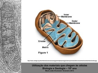 Utilização dos materiais que chegam às células
Biologia e Geologia – 10º ano
Maria João Drumond / fevereiro 2013
http://www.cartage.org.lb/en/themes/sciences/zoology/animalphysiology/anatomy/animalcellstructure/mitochondria/mitochondria.jpg
 
