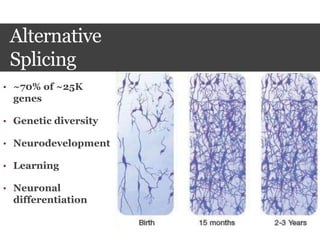 Alternative
Splicing
• ~70% of ~25K
genes
• Genetic diversity
• Neurodevelopment
• Learning
• Neuronal
differentiation
 