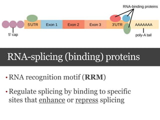 RNA-splicing (binding) proteins
• RNA recognition motif (RRM)
• Regulate splicing by binding to specific
sites that enhance or repress splicing
 