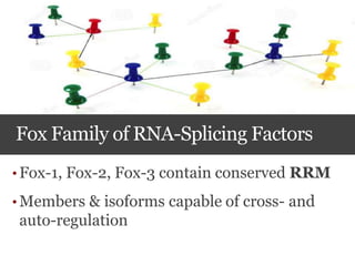 Fox Family of RNA-Splicing Factors
• Fox-1, Fox-2, Fox-3 contain conserved RRM
• Members & isoforms capable of cross- and
auto-regulation
 