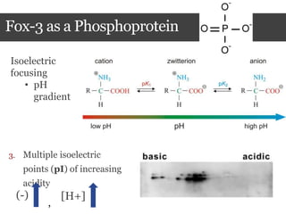 Fox-3 as a Phosphoprotein
3. Multiple isoelectric
points (pI) of increasing
acidity
Isoelectric
focusing
• pH
gradient
(-)
,
[H+]
 