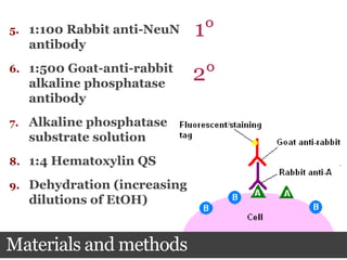 Materials and methods
5. 1:100 Rabbit anti-NeuN
antibody
6. 1:500 Goat-anti-rabbit
alkaline phosphatase
antibody
7. Alkaline phosphatase
substrate solution
8. 1:4 Hematoxylin QS
9. Dehydration (increasing
dilutions of EtOH)
1°
2°
 