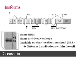 Isoforms
Discussion
Same RRM
Same anti-NeuN epitope
Variable nuclear localization signal (NLS)
 different distributions within the cell
 