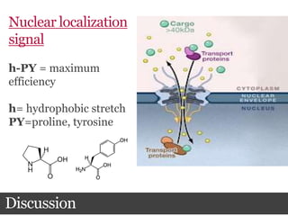 Discussion
Nuclear localization
signal
h-PY = maximum
efficiency
h= hydrophobic stretch
PY=proline, tyrosine
 