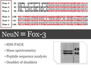 NeuN=Fox-3
• SDS-PAGE
• Mass spectrometry
• Peptide sequence analysis
• Doublet of doublets
 