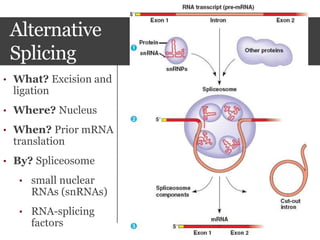 Alternative
Splicing
• What? Excision and
ligation
• Where? Nucleus
• When? Prior mRNA
translation
• By? Spliceosome
• small nuclear
RNAs (snRNAs)
• RNA-splicing
factors
 