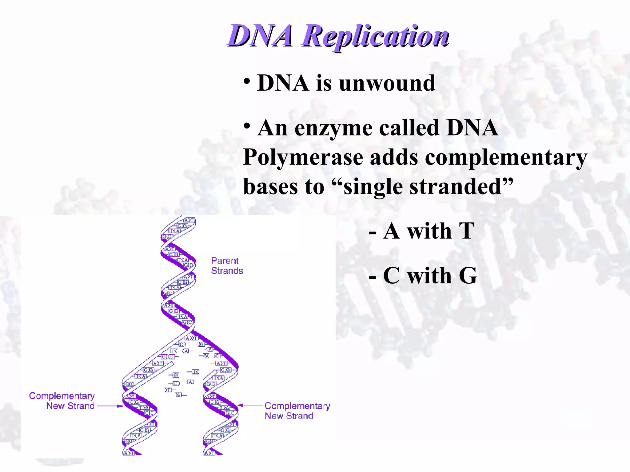 DNA ReplicationDNA Replication
• DNA is unwound
• An enzyme called DNA
Polymerase adds complementary
bases to “single stranded”
- A with T
- C with G
 
