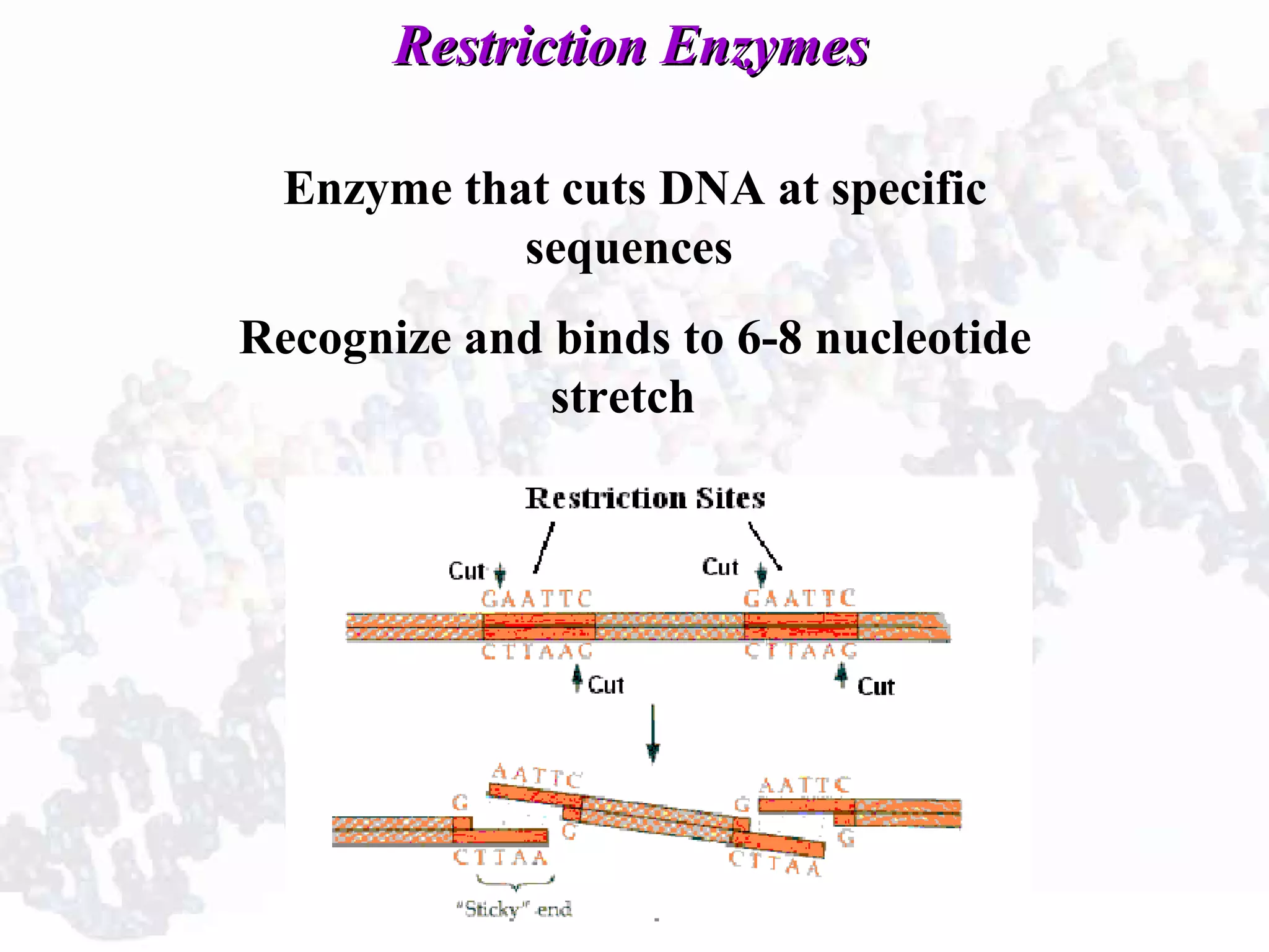 Restriction EnzymesRestriction Enzymes
Enzyme that cuts DNA at specific
sequences
Recognize and binds to 6-8 nucleotide
stretch
 