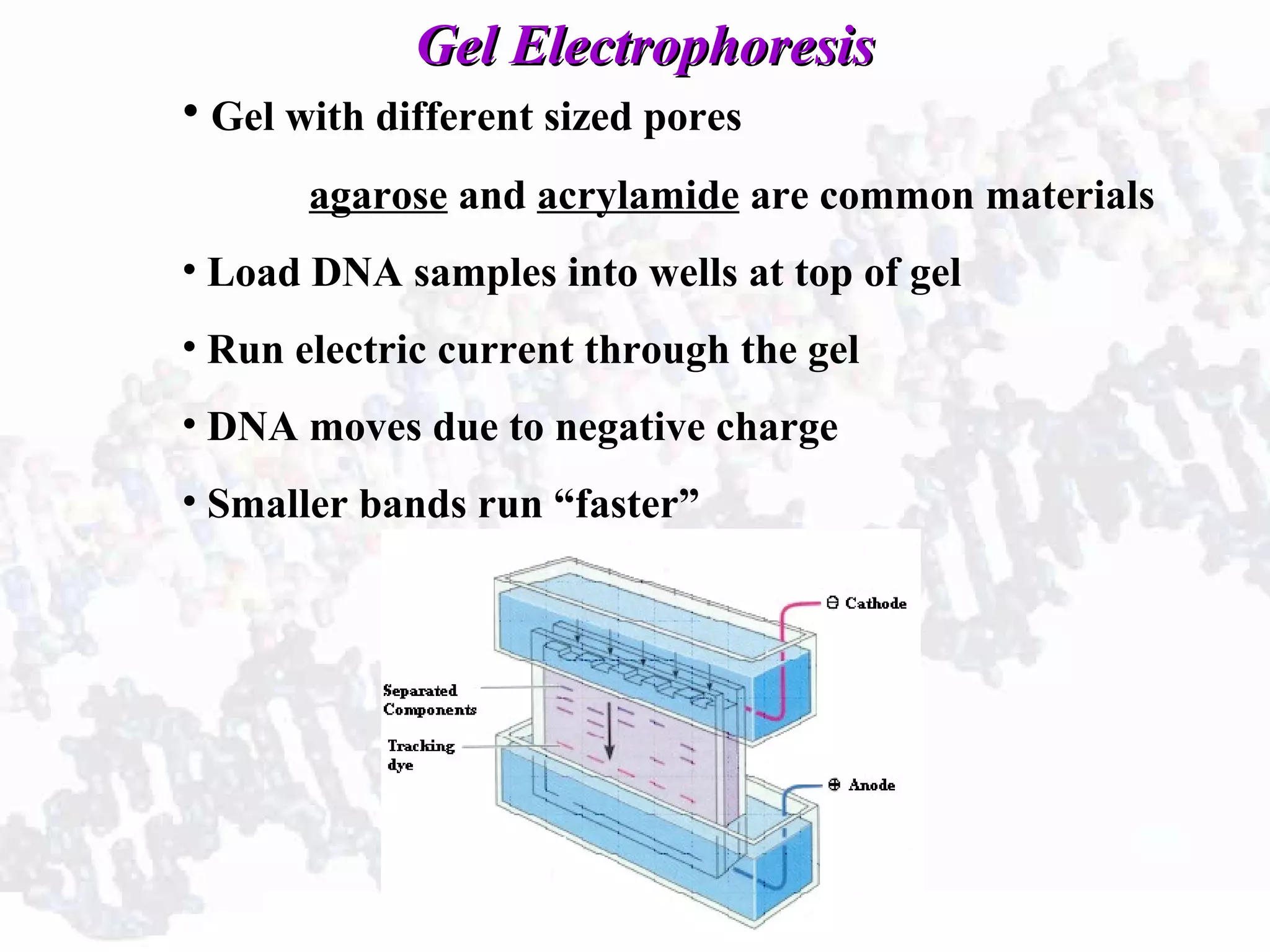 Gel ElectrophoresisGel Electrophoresis
• Gel with different sized pores
agarose and acrylamide are common materials
• Load DNA samples into wells at top of gel
• Run electric current through the gel
• DNA moves due to negative charge
• Smaller bands run “faster”
 