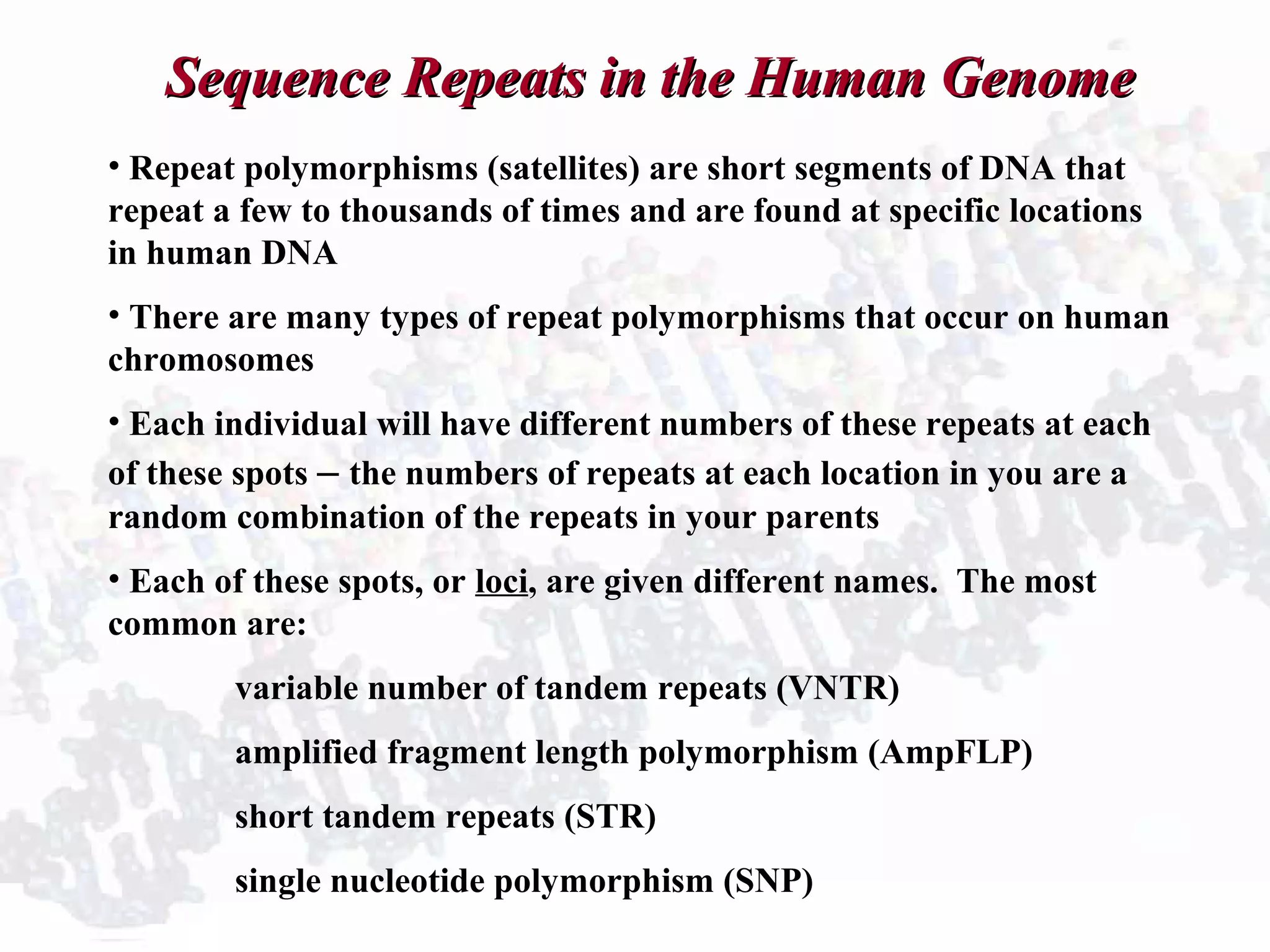 Sequence Repeats in the Human GenomeSequence Repeats in the Human Genome
• Repeat polymorphisms (satellites) are short segments of DNA that
repeat a few to thousands of times and are found at specific locations
in human DNA
• There are many types of repeat polymorphisms that occur on human
chromosomes
• Each individual will have different numbers of these repeats at each
of these spots – the numbers of repeats at each location in you are a
random combination of the repeats in your parents
• Each of these spots, or loci, are given different names. The most
common are:
variable number of tandem repeats (VNTR)
amplified fragment length polymorphism (AmpFLP)
short tandem repeats (STR)
single nucleotide polymorphism (SNP)
 