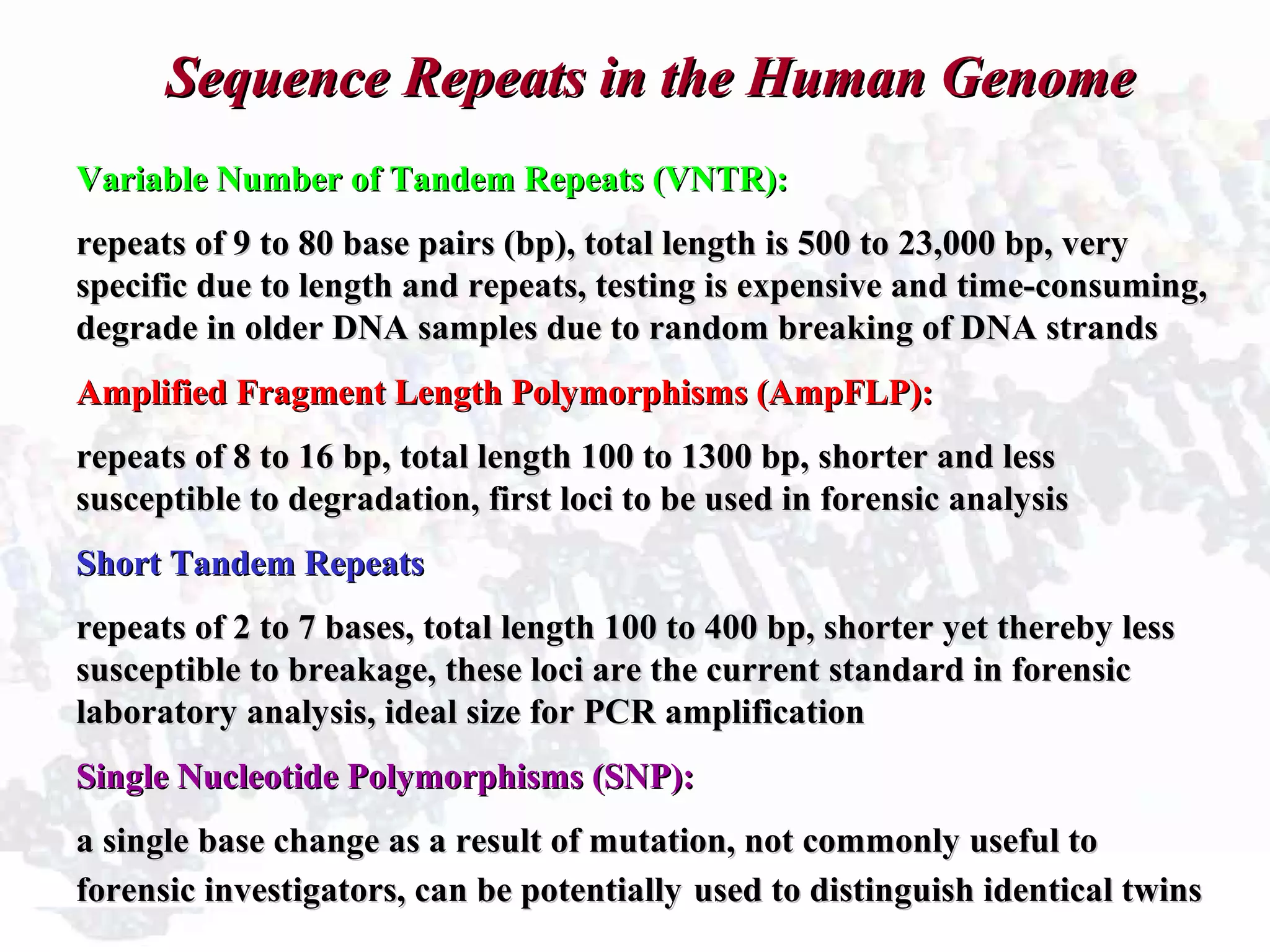 Sequence Repeats in the Human GenomeSequence Repeats in the Human Genome
Variable Number of Tandem Repeats (VNTR):Variable Number of Tandem Repeats (VNTR):
repeats of 9 to 80 base pairs (bp), total length is 500 to 23,000 bp, veryrepeats of 9 to 80 base pairs (bp), total length is 500 to 23,000 bp, very
specific due to length and repeats, testing is expensive and time-consuming,specific due to length and repeats, testing is expensive and time-consuming,
degrade in older DNA samples due to random breaking of DNA strandsdegrade in older DNA samples due to random breaking of DNA strands
Amplified Fragment Length Polymorphisms (AmpFLP):Amplified Fragment Length Polymorphisms (AmpFLP):
repeats of 8 to 16 bp, total length 100 to 1300 bp, shorter and lessrepeats of 8 to 16 bp, total length 100 to 1300 bp, shorter and less
susceptible to degradation, first loci to be used in forensic analysissusceptible to degradation, first loci to be used in forensic analysis
Short Tandem RepeatsShort Tandem Repeats
repeats of 2 to 7 bases, total length 100 to 400 bp, shorter yet thereby lessrepeats of 2 to 7 bases, total length 100 to 400 bp, shorter yet thereby less
susceptible to breakage, these loci are the current standard in forensicsusceptible to breakage, these loci are the current standard in forensic
laboratory analysis, ideal size for PCR amplificationlaboratory analysis, ideal size for PCR amplification
Single Nucleotide Polymorphisms (SNP):Single Nucleotide Polymorphisms (SNP):
a single base change as a result of mutation, not commonly useful toa single base change as a result of mutation, not commonly useful to
forensic investigators, can be potentiallyforensic investigators, can be potentially used to distinguish identical twinsused to distinguish identical twins
 