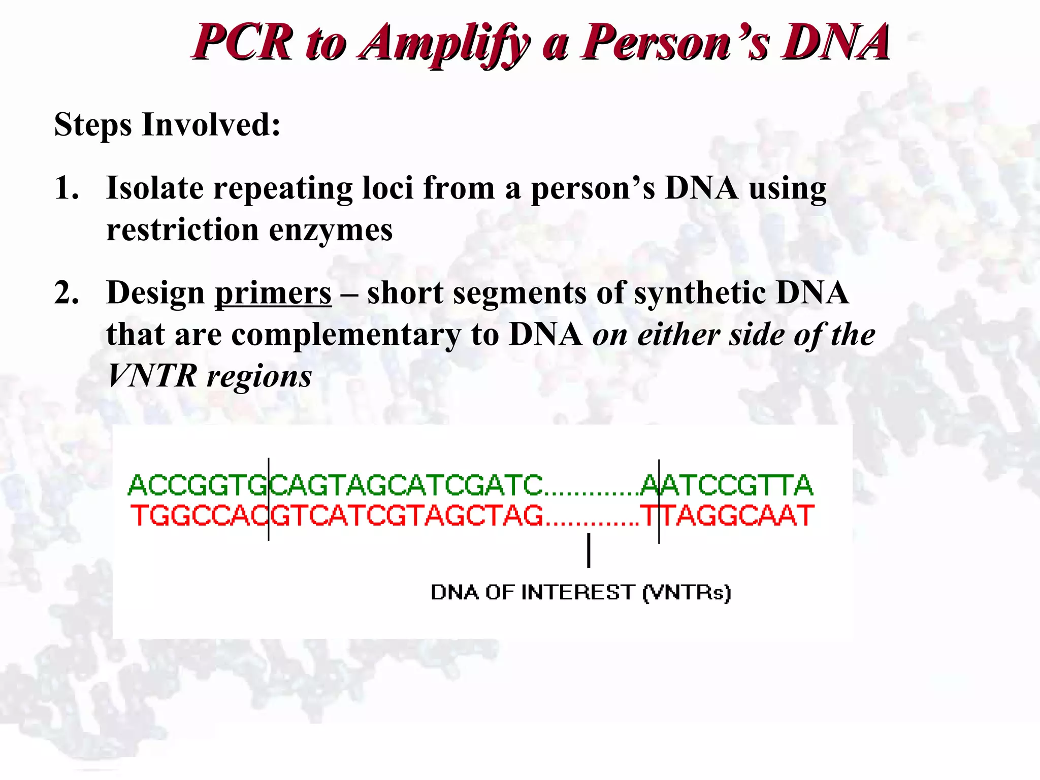 PCR to Amplify a Person’s DNAPCR to Amplify a Person’s DNA
Steps Involved:
1. Isolate repeating loci from a person’s DNA using
restriction enzymes
2. Design primers – short segments of synthetic DNA
that are complementary to DNA on either side of the
VNTR regions
 