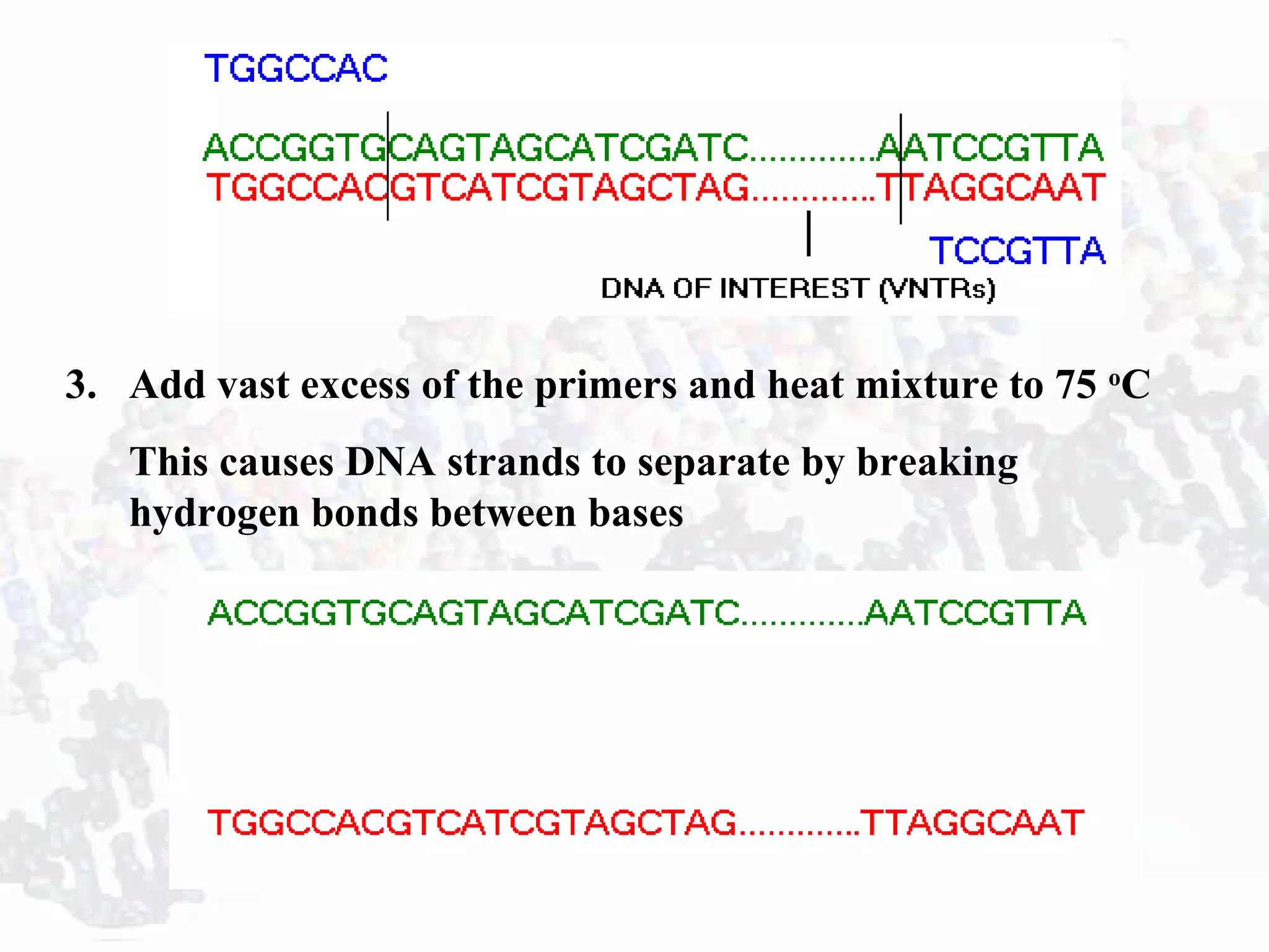 3. Add vast excess of the primers and heat mixture to 75 o
C
This causes DNA strands to separate by breaking
hydrogen bonds between bases
 
