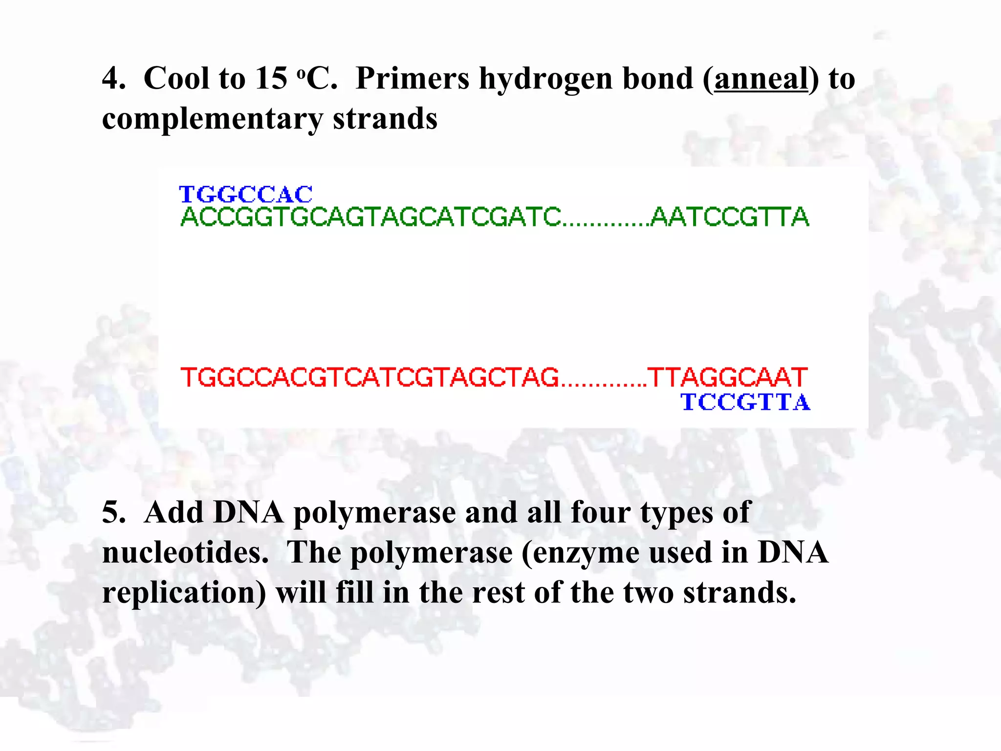 4. Cool to 15 o
C. Primers hydrogen bond (anneal) to
complementary strands
5. Add DNA polymerase and all four types of
nucleotides. The polymerase (enzyme used in DNA
replication) will fill in the rest of the two strands.
 