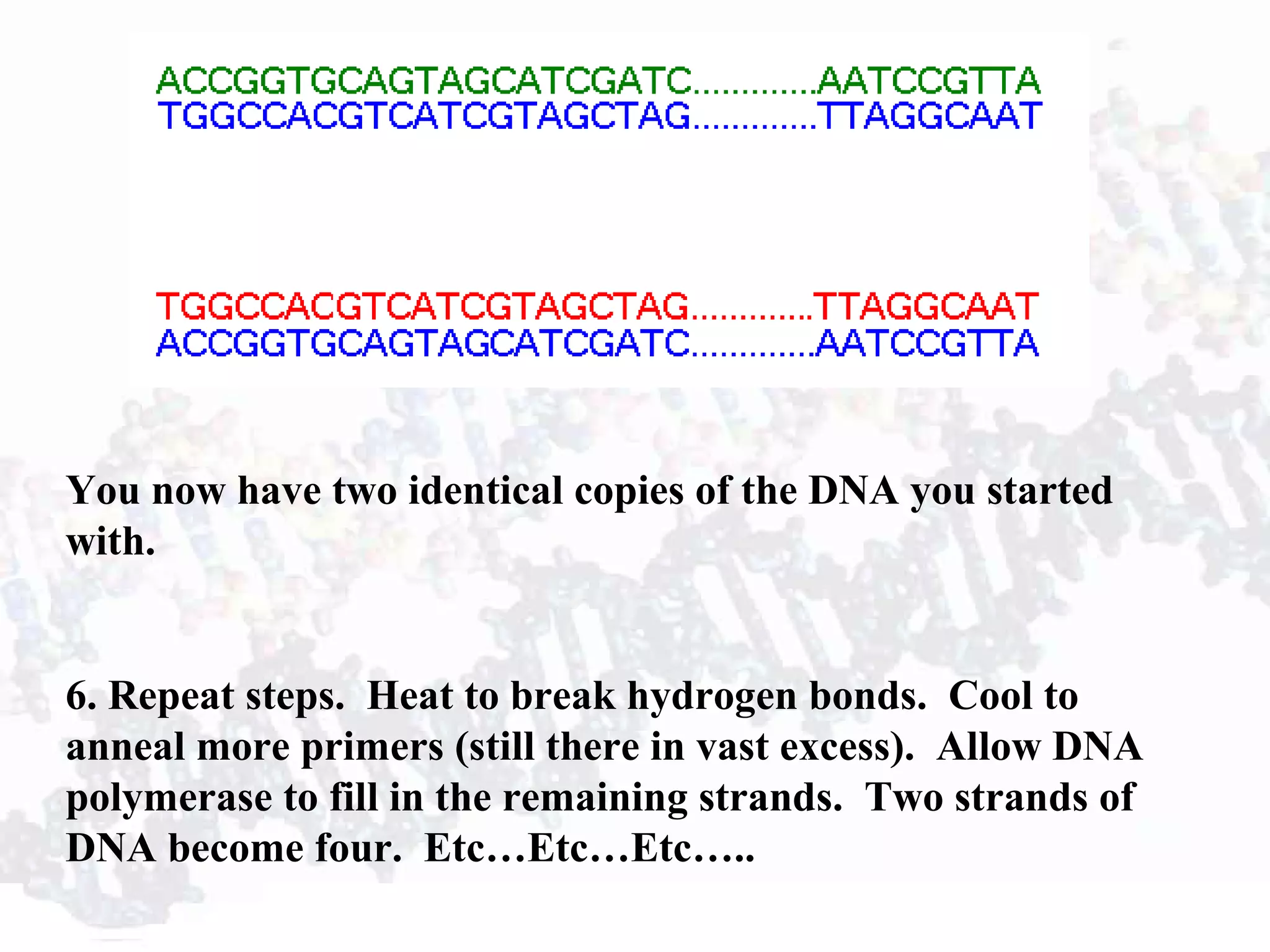You now have two identical copies of the DNA you started
with.
6. Repeat steps. Heat to break hydrogen bonds. Cool to
anneal more primers (still there in vast excess). Allow DNA
polymerase to fill in the remaining strands. Two strands of
DNA become four. Etc…Etc…Etc…..
 
