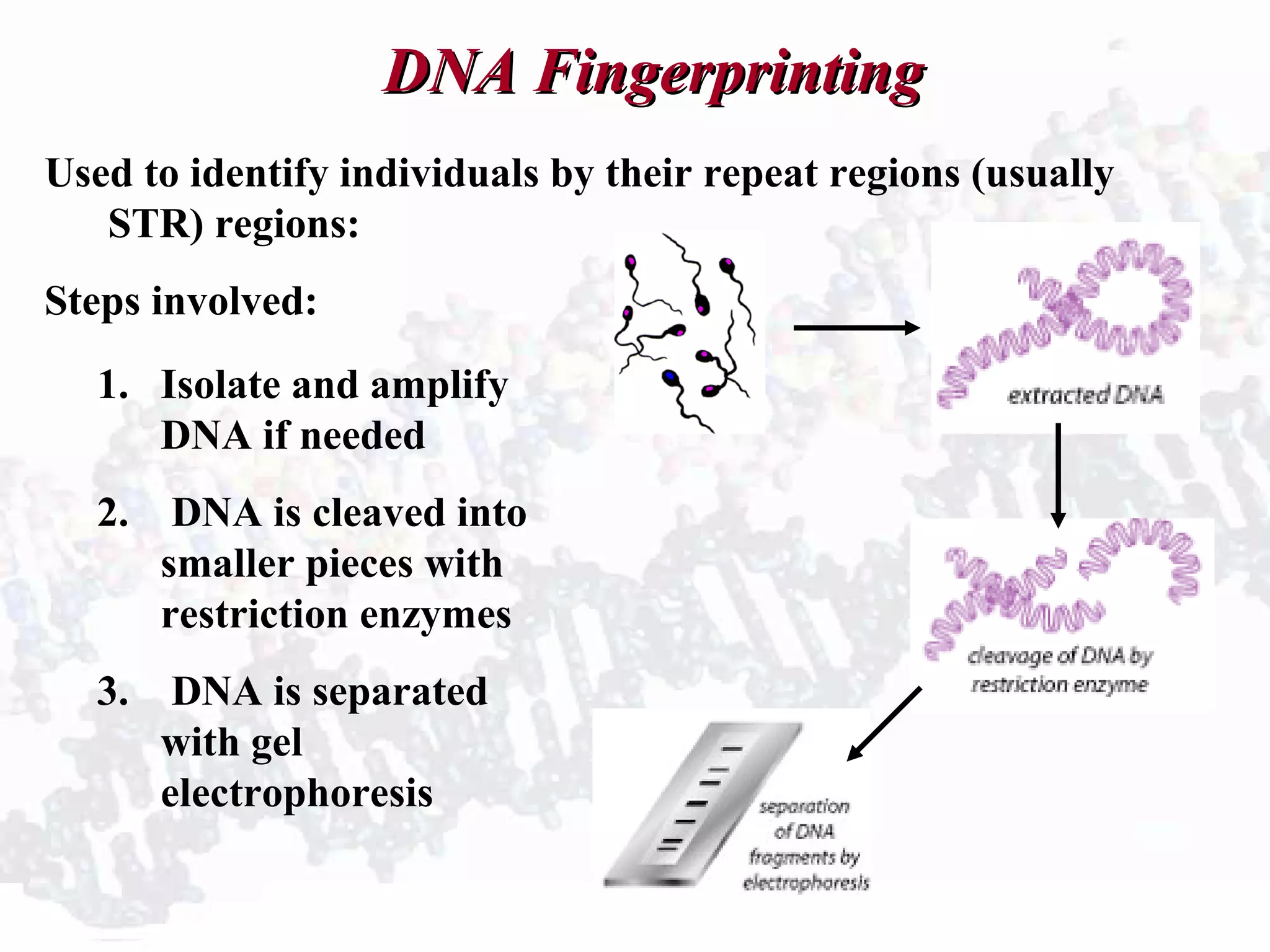 DNA FingerprintingDNA Fingerprinting
Used to identify individuals by their repeat regions (usually
STR) regions:
Steps involved:
1. Isolate and amplify
DNA if needed
2. DNA is cleaved into
smaller pieces with
restriction enzymes
3. DNA is separated
with gel
electrophoresis
 