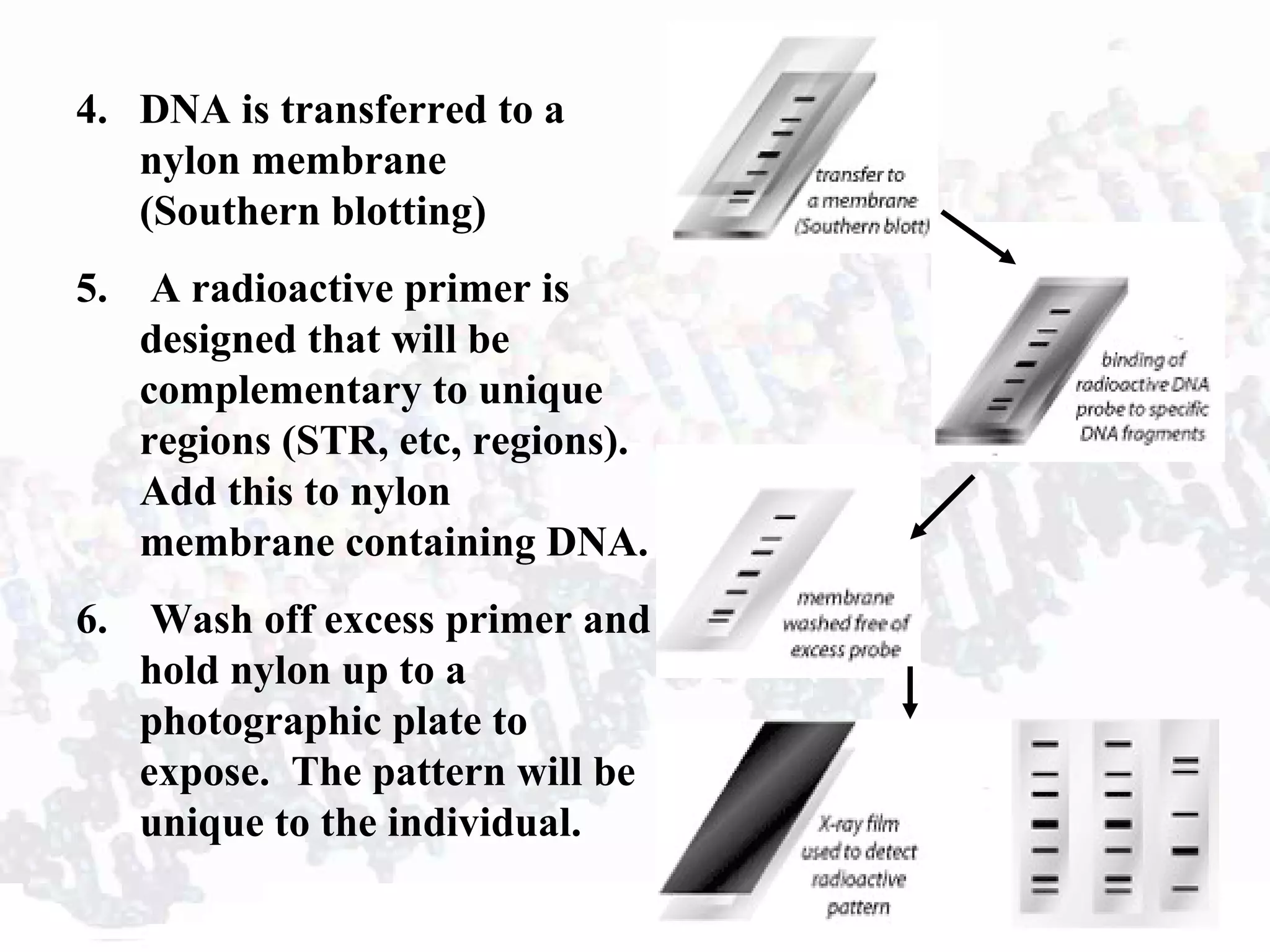 4. DNA is transferred to a
nylon membrane
(Southern blotting)
5. A radioactive primer is
designed that will be
complementary to unique
regions (STR, etc, regions).
Add this to nylon
membrane containing DNA.
6. Wash off excess primer and
hold nylon up to a
photographic plate to
expose. The pattern will be
unique to the individual.
 