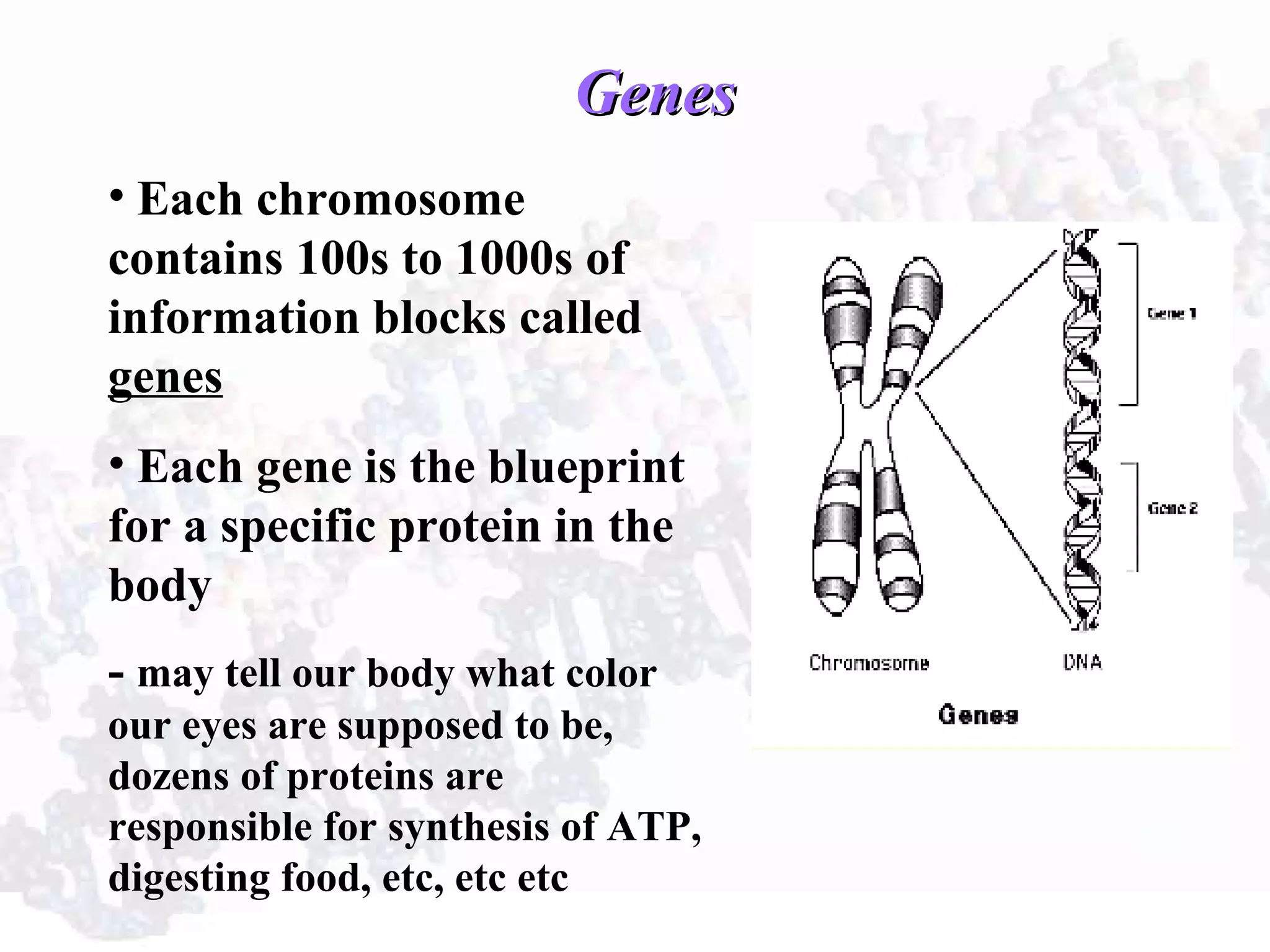 GenesGenes
• Each chromosome
contains 100s to 1000s of
information blocks called
genes
• Each gene is the blueprint
for a specific protein in the
body
- may tell our body what color
our eyes are supposed to be,
dozens of proteins are
responsible for synthesis of ATP,
digesting food, etc, etc etc
 