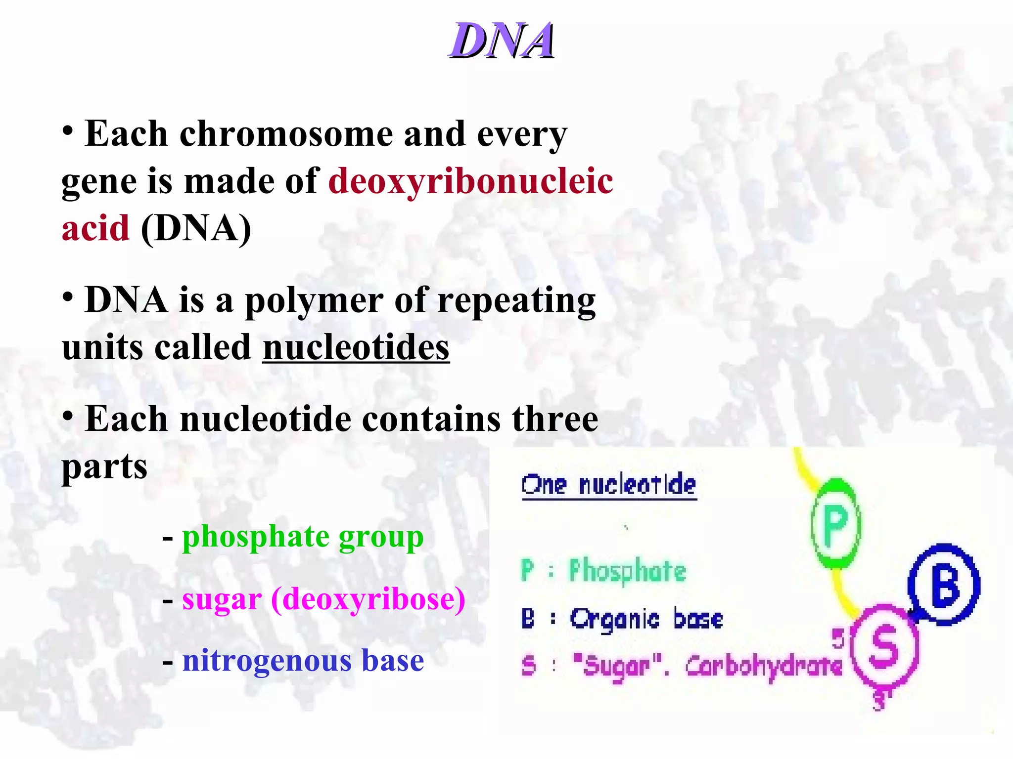 DNADNA
• Each chromosome and every
gene is made of deoxyribonucleic
acid (DNA)
• DNA is a polymer of repeating
units called nucleotides
• Each nucleotide contains three
parts
- phosphate group
- sugar (deoxyribose)
- nitrogenous base
 