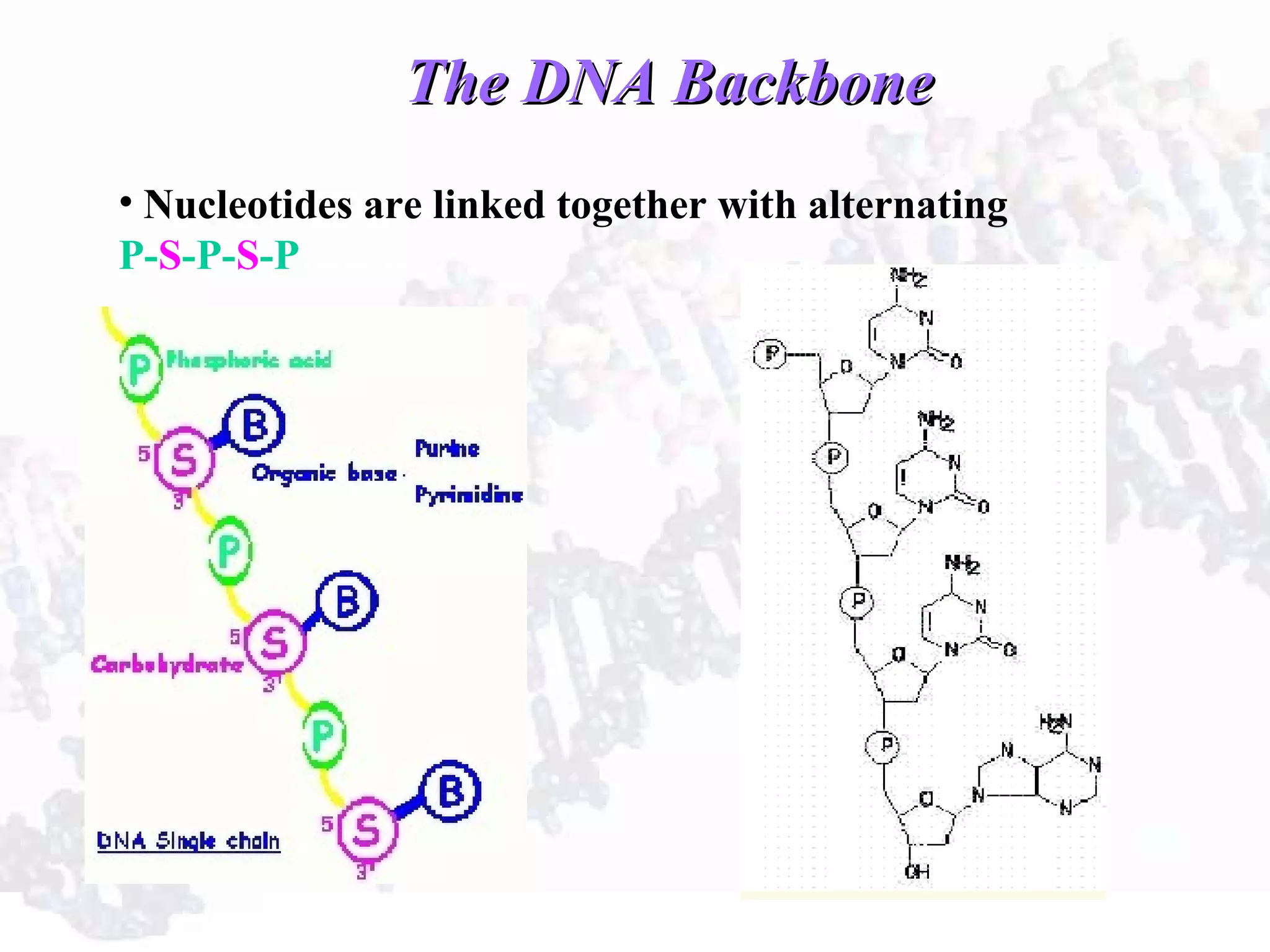 The DNA BackboneThe DNA Backbone
• Nucleotides are linked together with alternating
P-S-P-S-P……..
 