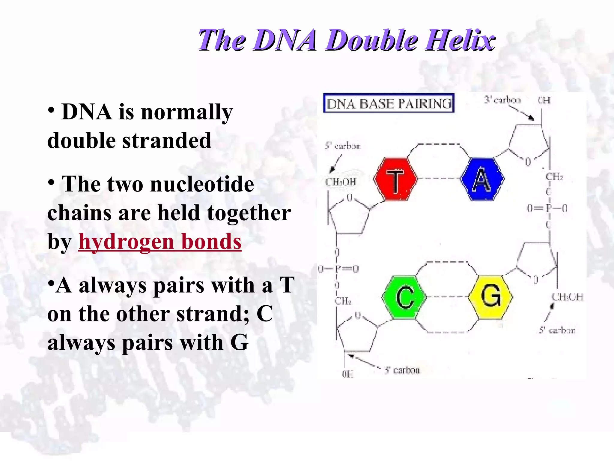 The DNA Double HelixThe DNA Double Helix
• DNA is normally
double stranded
• The two nucleotide
chains are held together
by hydrogen bonds
•A always pairs with a T
on the other strand; C
always pairs with G
 