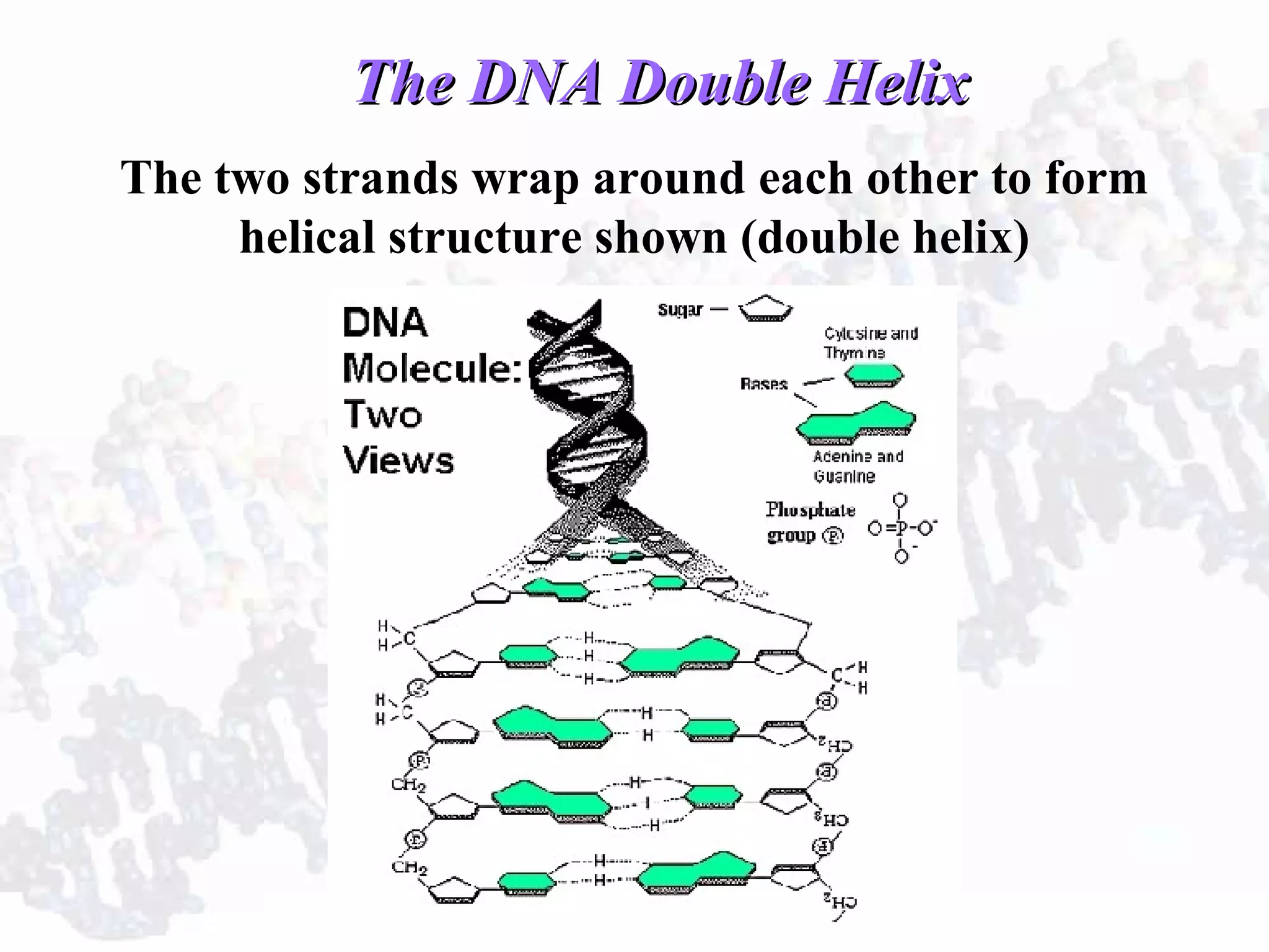 The DNA Double HelixThe DNA Double Helix
The two strands wrap around each other to form
helical structure shown (double helix)
 
