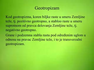 Geotropizam
Kod geotropizma, koren biljke raste u smeru Zemljine
teže, tj. pozitivno geotropno, a stabloo raste u smeru
suprotnom od pravca delovanja Zemljine teže, tj.
negativno geotropno.
Grane i podzemna stabla rastu pod određenim uglom u
odnosu na pravac Zemljine teže, i to je transverzalni
geotropizam.
 