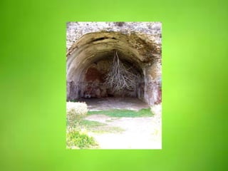 Trendovi u evoluciji životnih procesa biljaka