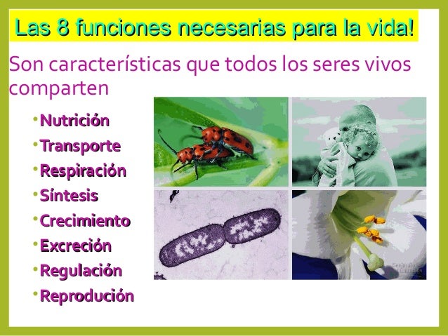 Cuales Son Las Funciones De La Vida