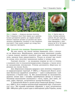 171
Тема 7. Ландшафти України
Мал. 3. Хом’як живе на
полях, степових ділянках,
узліссях. Він риє нори до
2,5  м  завглибшки із числен-
ними віднорками, у  яких
запасає до 20  кг їжі (зерно,
картопля, морква тощо).
Мал. 2. Шавлія  — лікарська рослина лісостепу.
Про її лікувальні якості було відомо ще в  давнину.
Сучасні дослідження довели, що завдяки великій
кількості корисних речовин ця рослина має проти-
запальну, дезінфікуючу, тонізуючу та інші лікувальні
властивості. Тому шавлія входить до складу бага-
тьох медичних препаратів.
4	 Сучасний стан природи. Природоохоронні території.
Ви вже знаєте, що значні масиви первинних лісів у  лісосте-
пу не збереглися. Вирубування, нерегульоване випасання худоби,
а  також пожежі знизили лісистість зони, змінили видовий склад
лісів, знизили їхню продуктивність. Тільки за останні три століт-
тя площа лісів лісостепу зменшилася майже в  чотири рази.
Сьогодні лісостеп  — це поєднання скоріше не лісу зі степом,
а залишків лісу із сільськогосподарськими угіддями, а також штуч-
но насадженими лісосмугами. Степова рослинність збереглася пе-
реважно на схилах балок.
Для збереження осередків природи в зоні лісостепу створюють-
ся природоохоронні території. У 1923 р. в Черкаській області засно-
вано Канівський природний заповідник — один із найдавніших і най-
відоміших в Україні (мал. 4). Він розташований на мальовничих,
вкритих лісами ярах і пагорбах правобережжя Дніпра та островах.
Типовими мешканцями заповідника є чаплі, сарни, дикі свині, ли-
сиці, зайці, борсуки, зустрічаються орлани-білохвости, лосі.
У Харківській області в долині річок Сіверський Донець і Гоміль-
ша у 2004 р. було створено національний природний парк «Гомільшан-
ські ліси». Він відомий корінними дібровами, у  яких зустрічаються
200—300-річні дуби та росте один із найстаріших дубів України, якому
 
